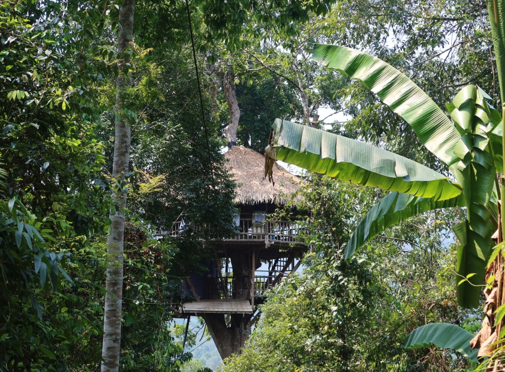 Boomhutten Gibbon Experience